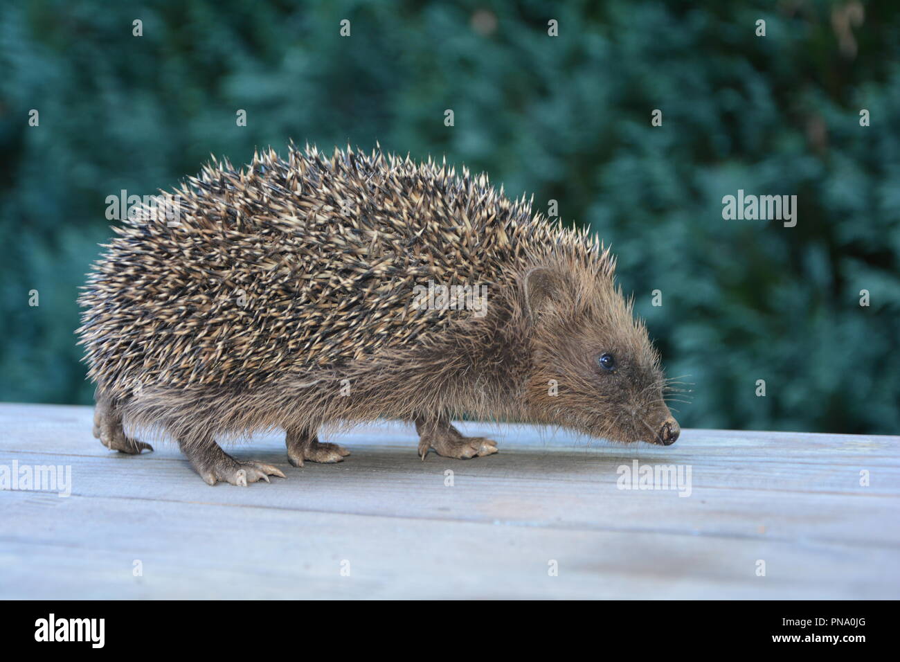 Hedgehog from the side run  on wood in front of green nature Stock Photo