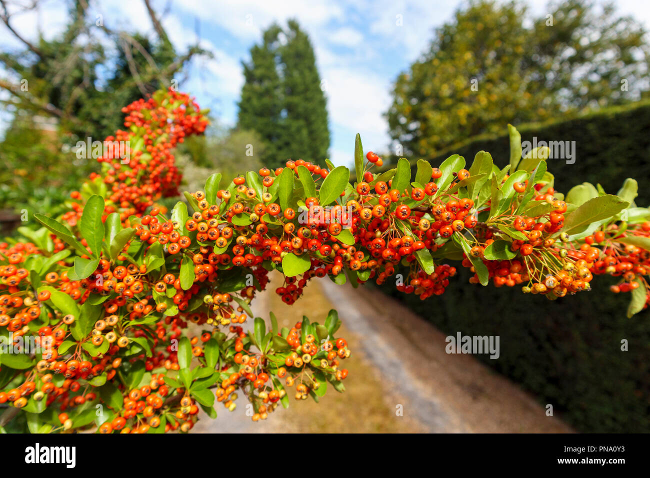 Pryacantha (firethorn) with clusters of waxy red to orange berries (actually berry-like fruits or pomes) in autumn, Surrey, southeast England, UK Stock Photo