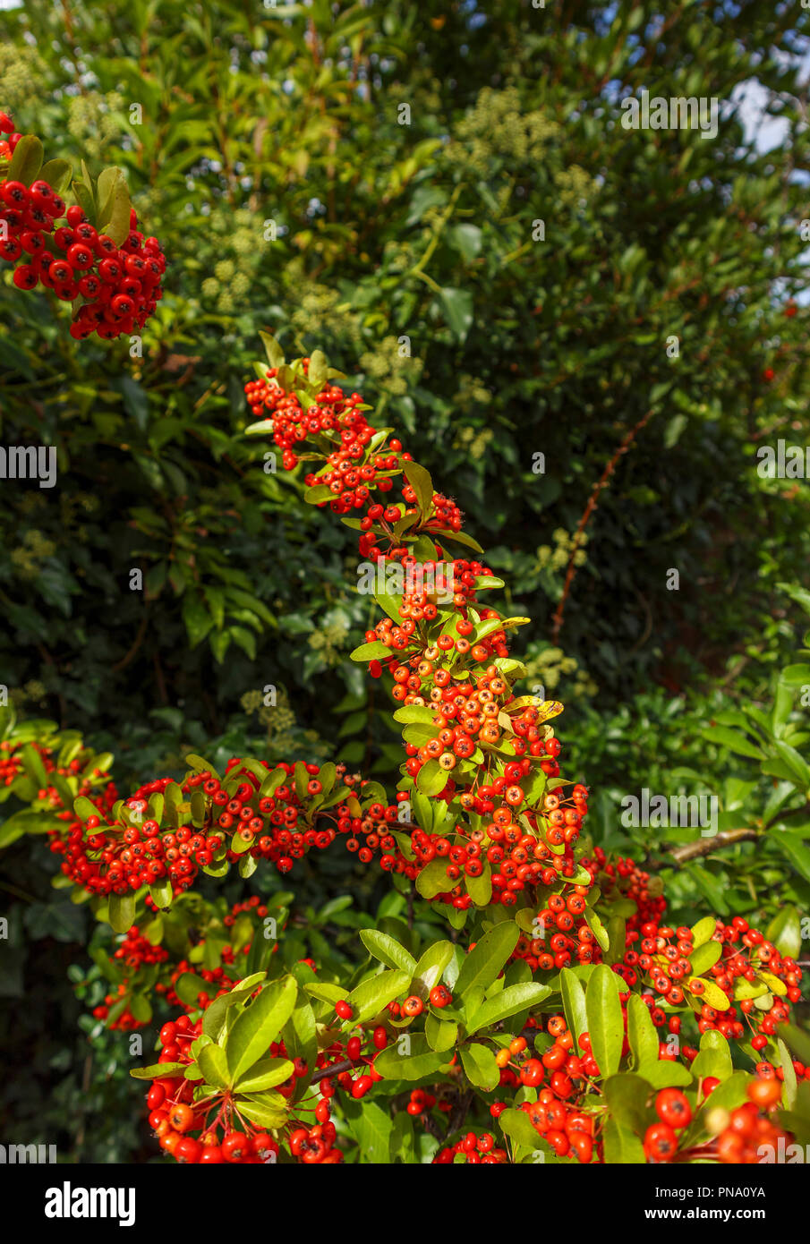 Pryacantha (firethorn) with clusters of waxy red to orange berries (actually berry-like fruits or pomes) in autumn, Surrey, southeast England, UK Stock Photo