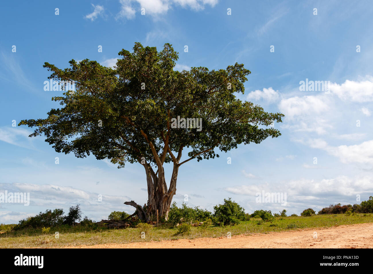 Full grown tree on the dusty gravel road on a cloudy day Stock Photo