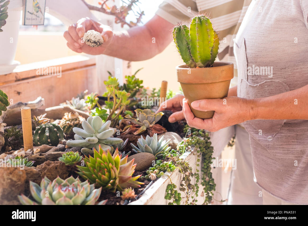 garden and plants carefree. tropical vgetation at home. couple of senior caucasian adults mature take care of plants at home. shop concept and loving  Stock Photo