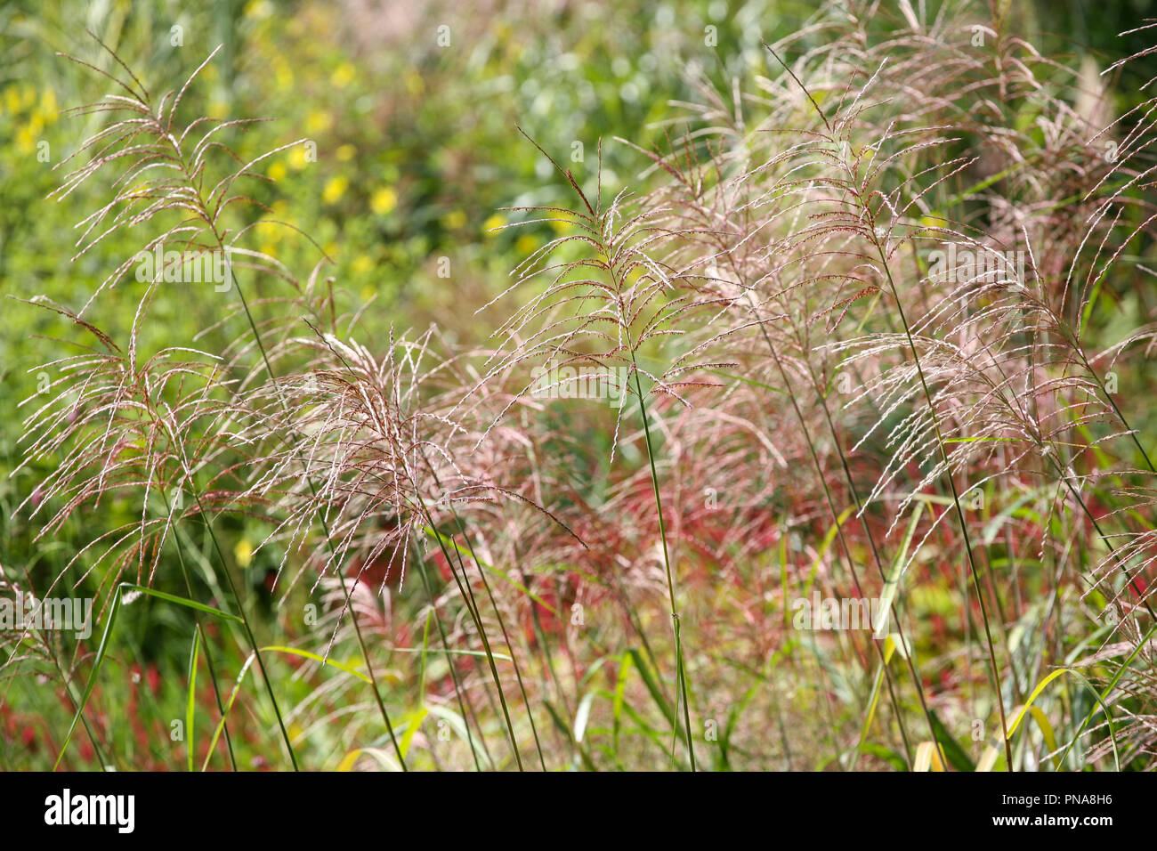 Purple flowering Miscanthus - ornamental grass Stock Photo
