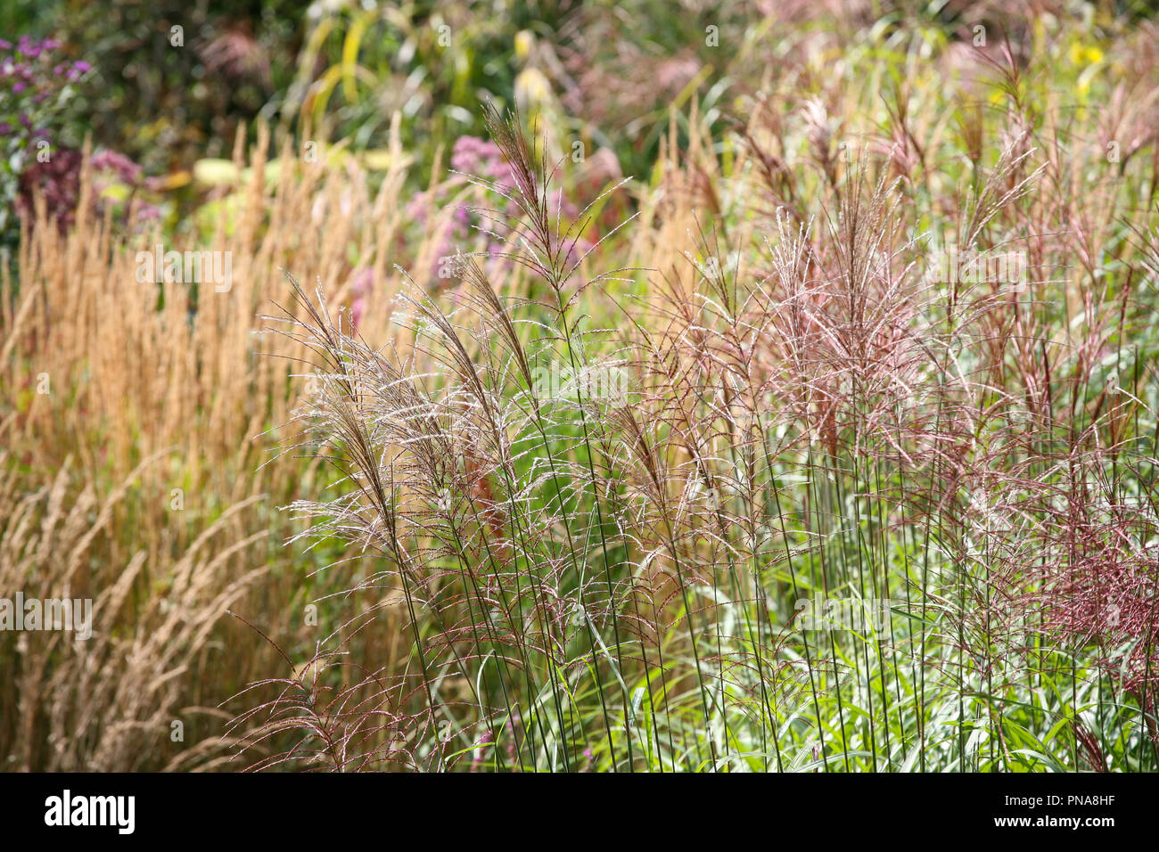 Mixture of flowering ornamental grasses - Miscanthus, Molinia, Calamagrostis, in late summer / early autumn Stock Photo