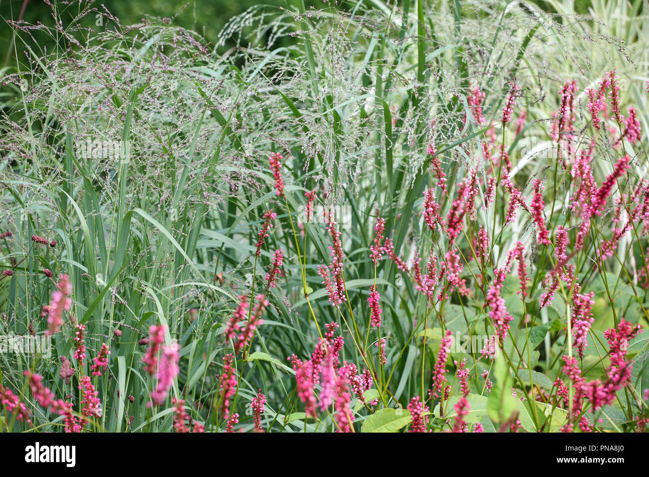Persicaria amplexicaulis 'Firetail' Stock Photo