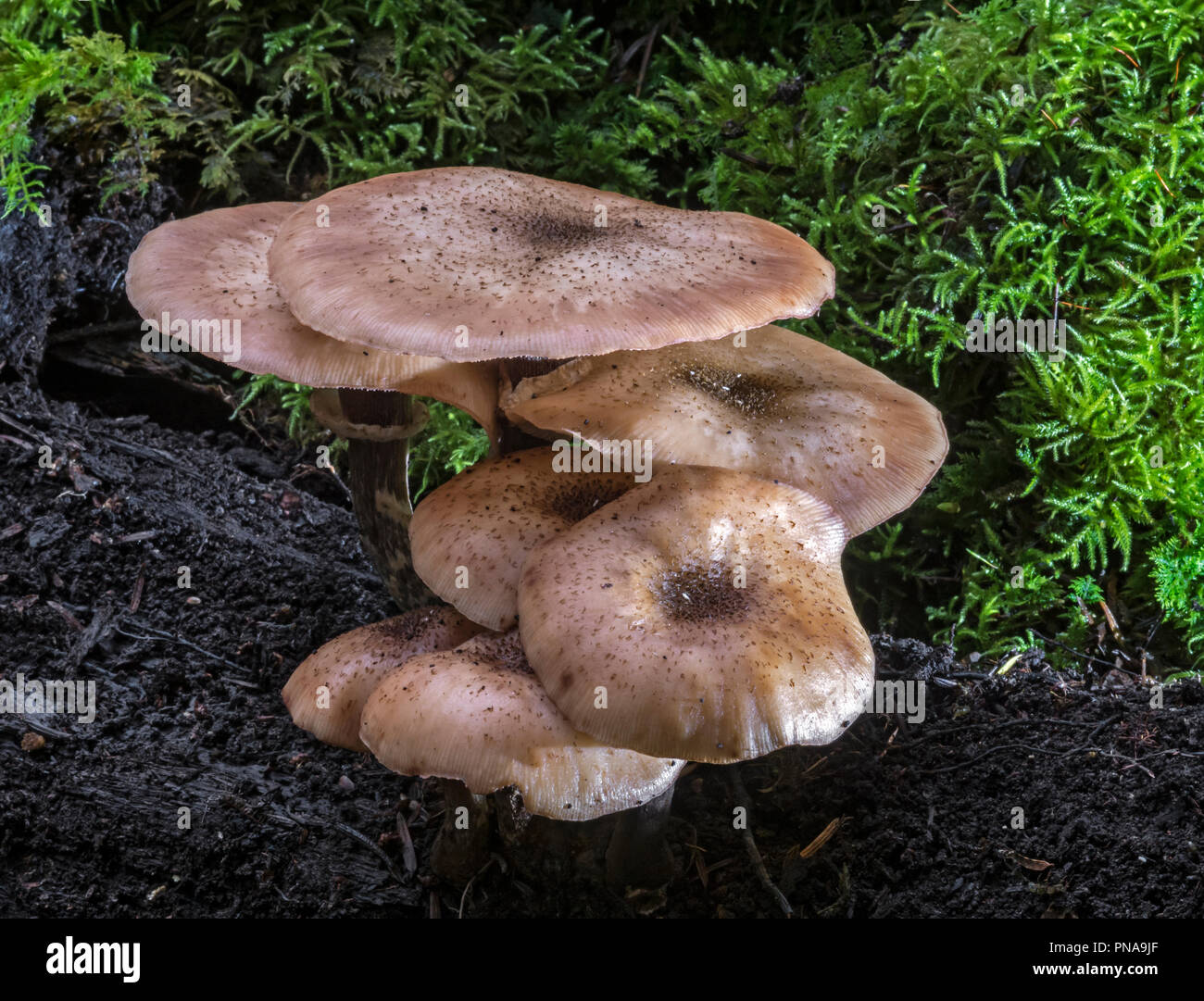 Armillaria mellea (Honey Fungus) Stock Photo