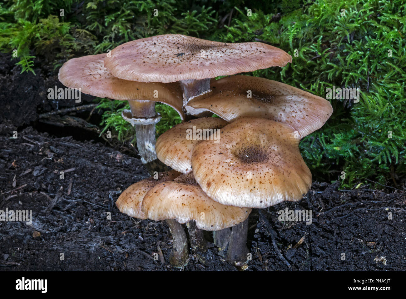 Armillaria mellea (Honey Fungus) Stock Photo