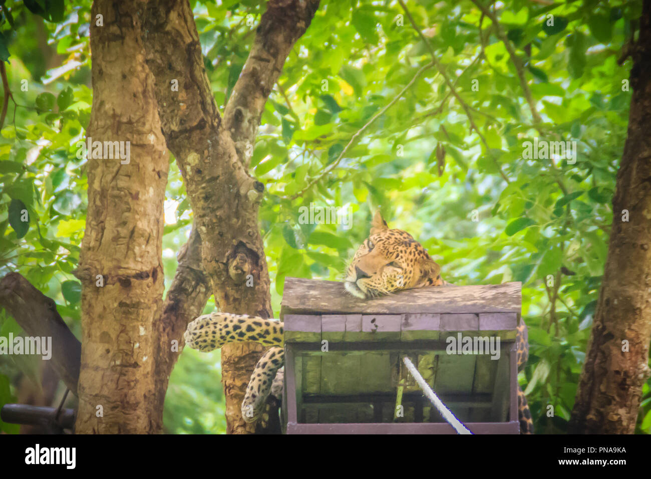 Leopard (Panthera pardus) is relaxing on the scaffold ambush on the trees for the hunter to snipe in the forest. The leopard is one of the five 'big c Stock Photo