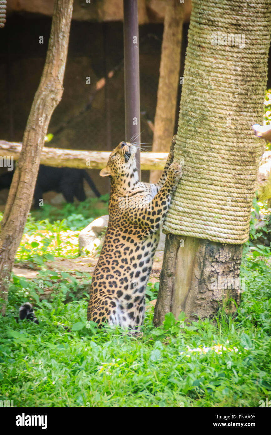 Leopard (Panthera pardus) is climbing on the scaffold on the trees. The