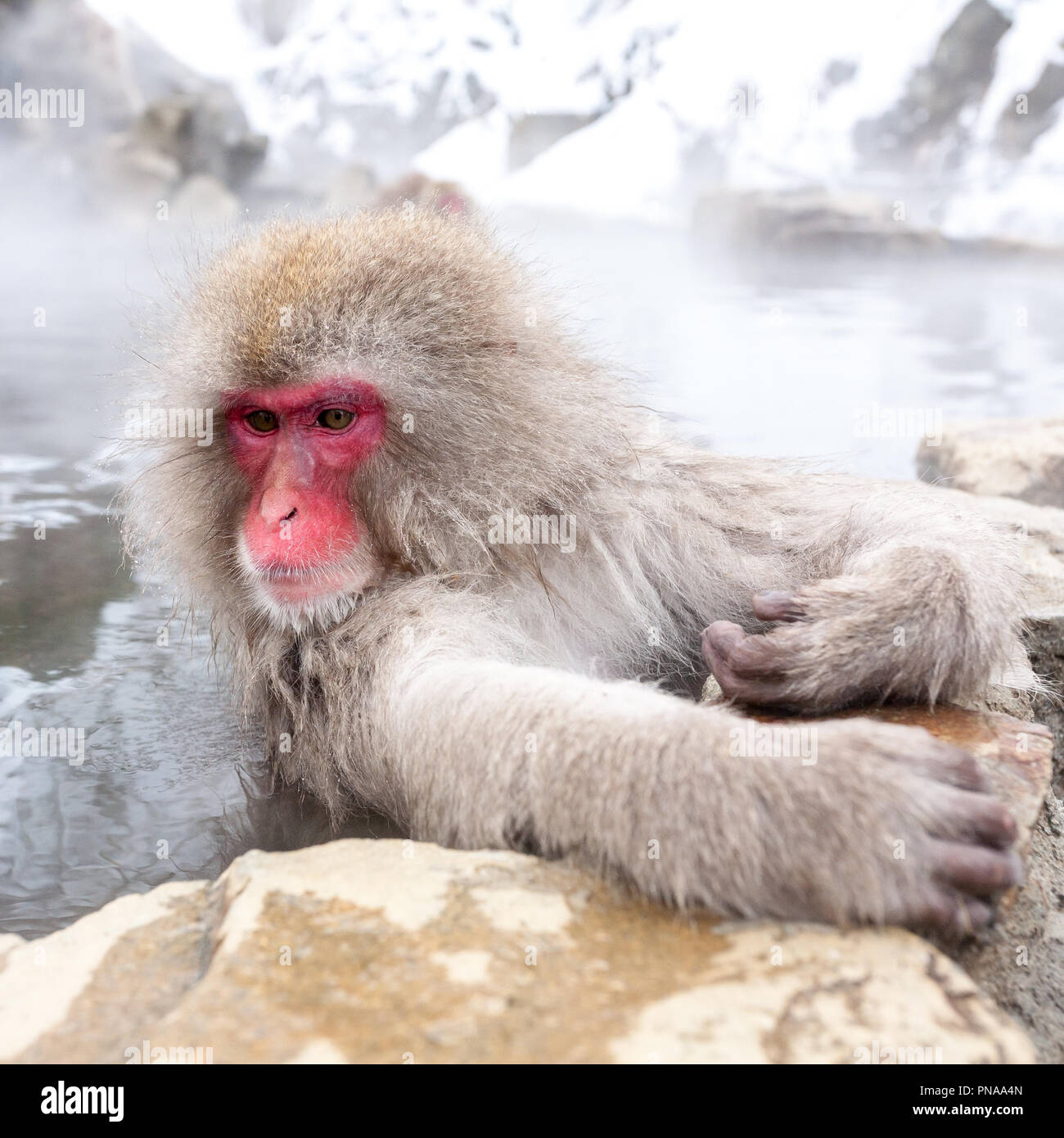 Cute japanese snow monkey sitting in a hot spring. Nagano Prefecture, Japan. Stock Photo