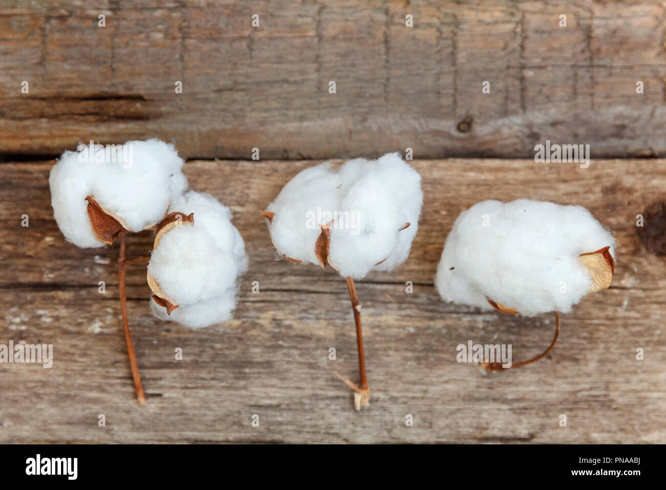 Beautiful white cotton flowers on rustic old vintage wooden flat lay