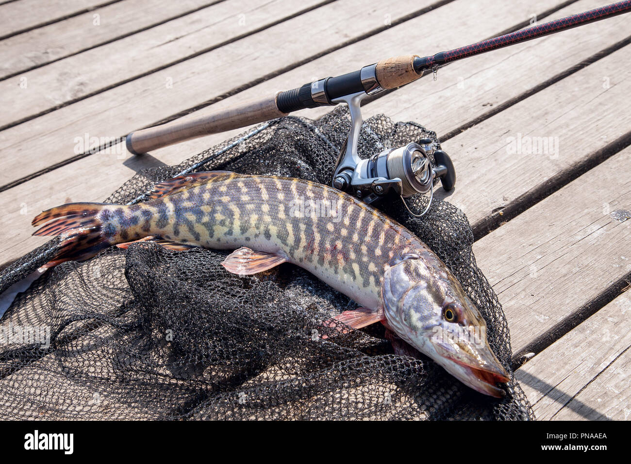 Freshwater Northern pike fish know as Esox Lucius and fishing rod with