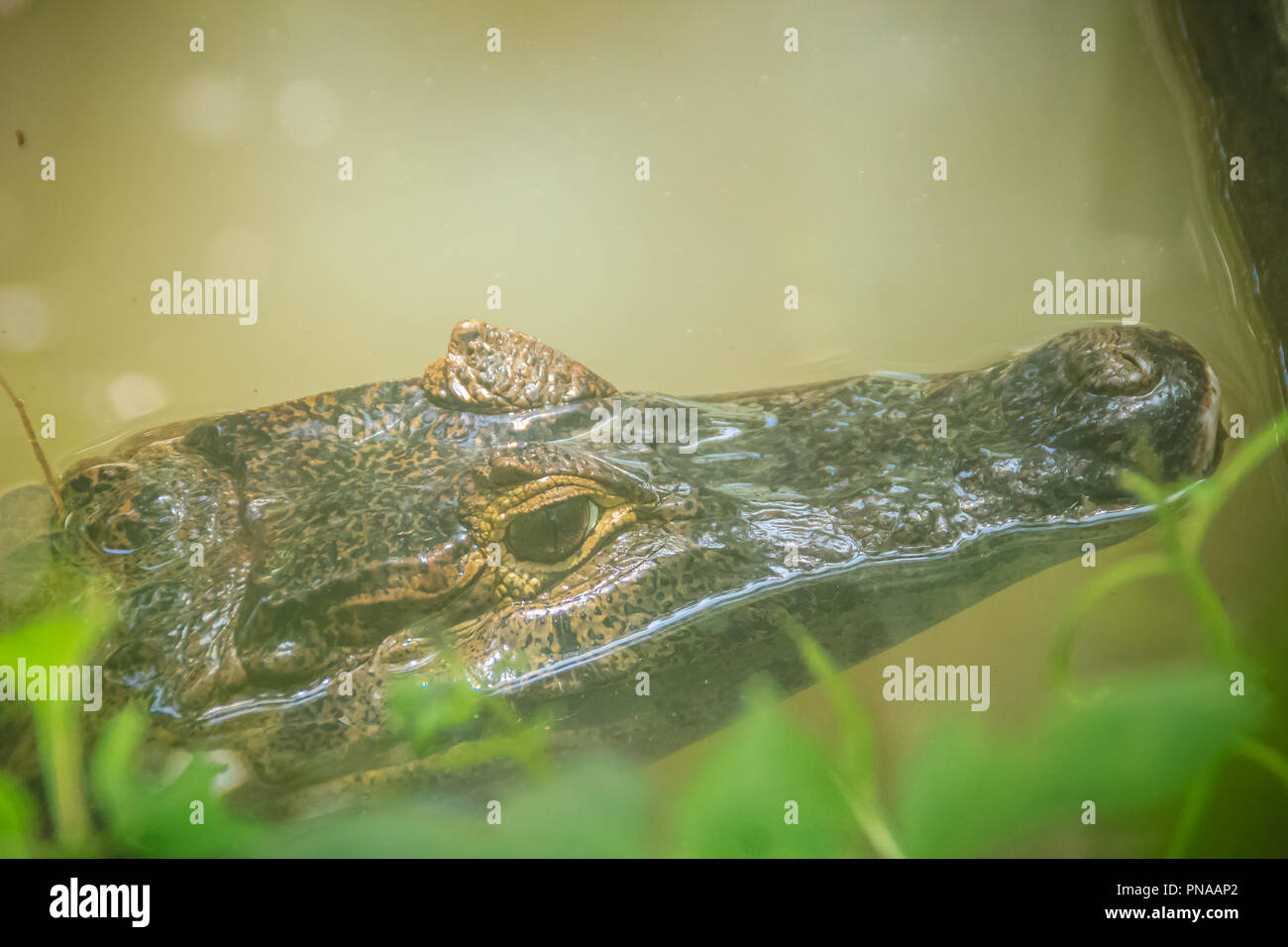 Big and frightening eye of a Caiman (Caimaninae) crocodile staying in still water Stock Photo