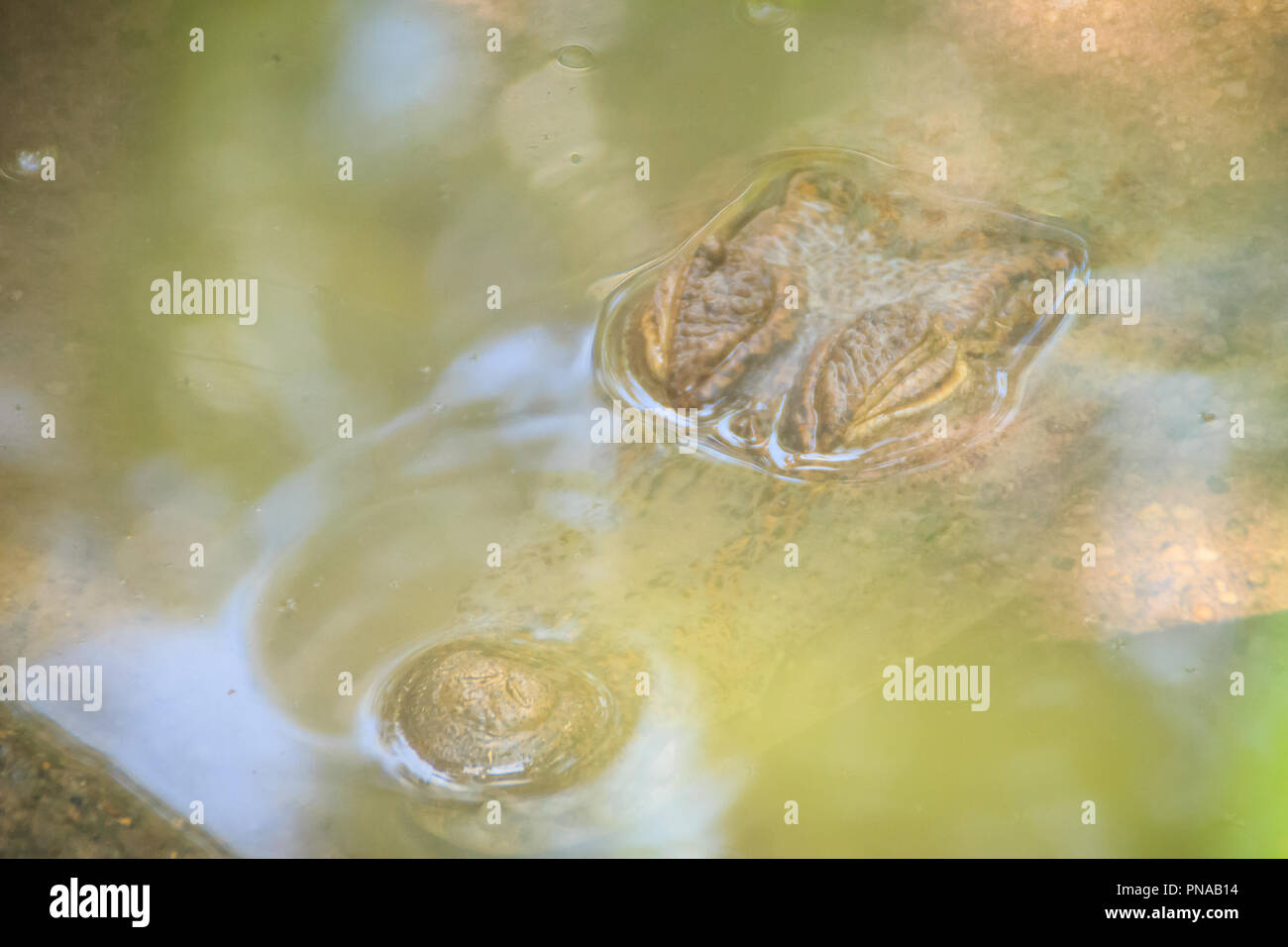Big and frightening eye of a Caiman (Caimaninae) crocodile staying in still water Stock Photo
