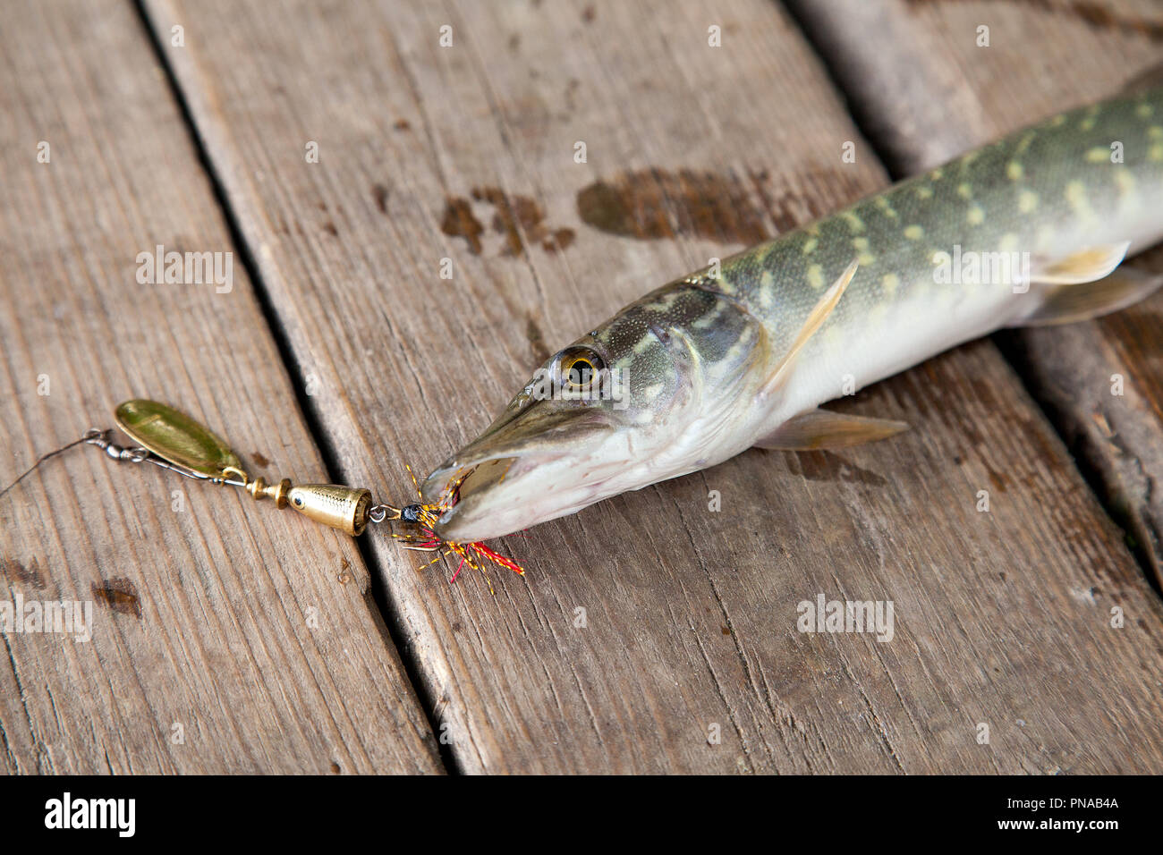 https://c8.alamy.com/comp/PNAB4A/freshwater-northern-pike-fish-know-as-esox-lucius-with-lure-in-mouth-lying-on-vintage-wooden-background-fishing-concept-good-catch-big-freshwater-PNAB4A.jpg