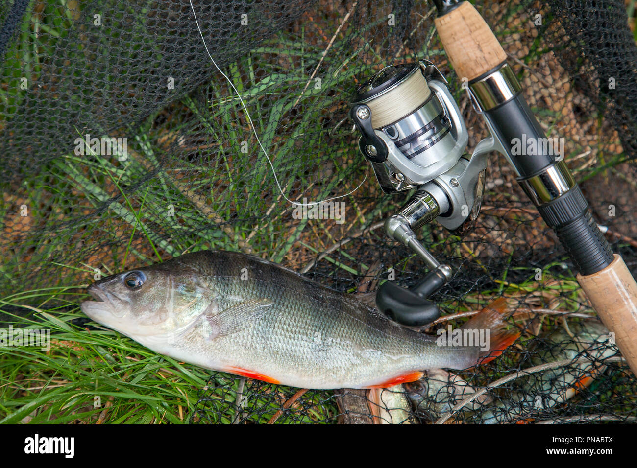 Freshwater perch and fishing rod with reel lying on landing net. Fishing  concept, trophy catch - big freshwater perch fish just taken from the water  o Stock Photo - Alamy