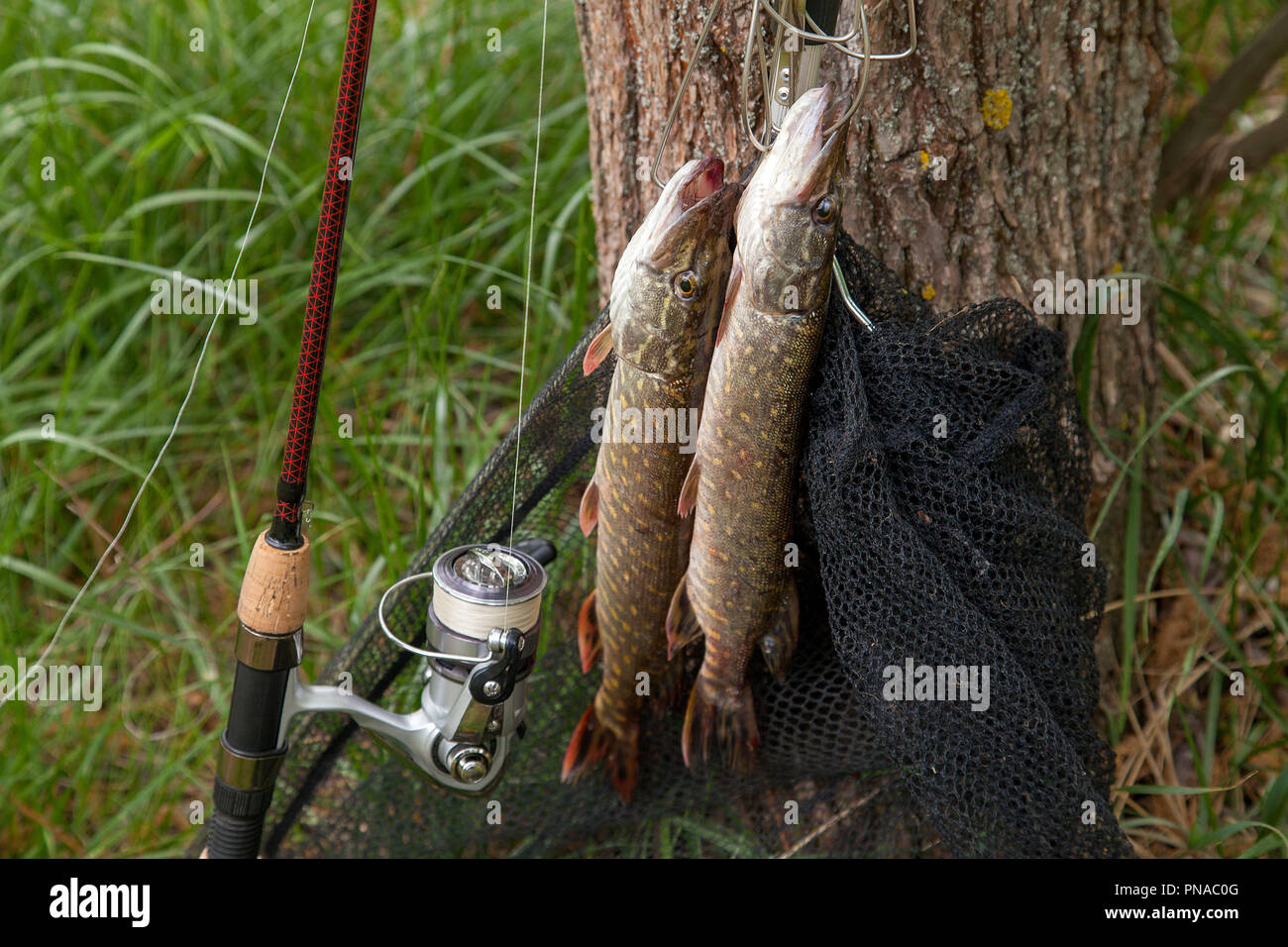 Freshwater Northern pike fish know as Esox Lucius and fishing rod with reel  lying on green grass. Fishing concept, good catch - big freshwater pike f  Stock Photo - Alamy