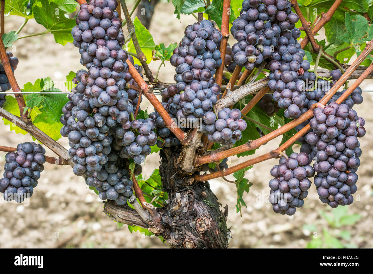 Cordon system grape vine hires stock photography and images Alamy