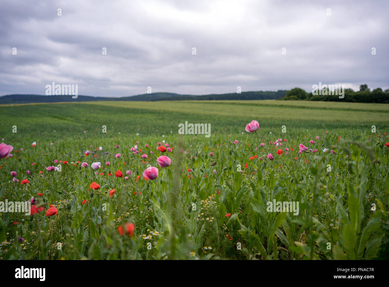 Abstract flower field hi-res stock photography and images - Alamy