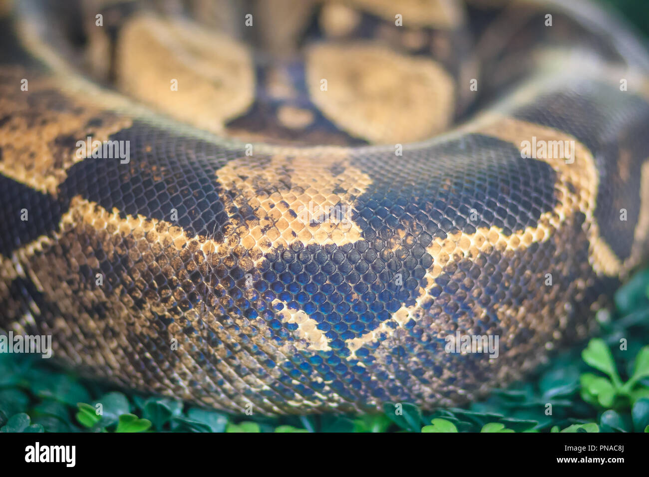 The boa constrictor, also called the redtailed boa or the common boa