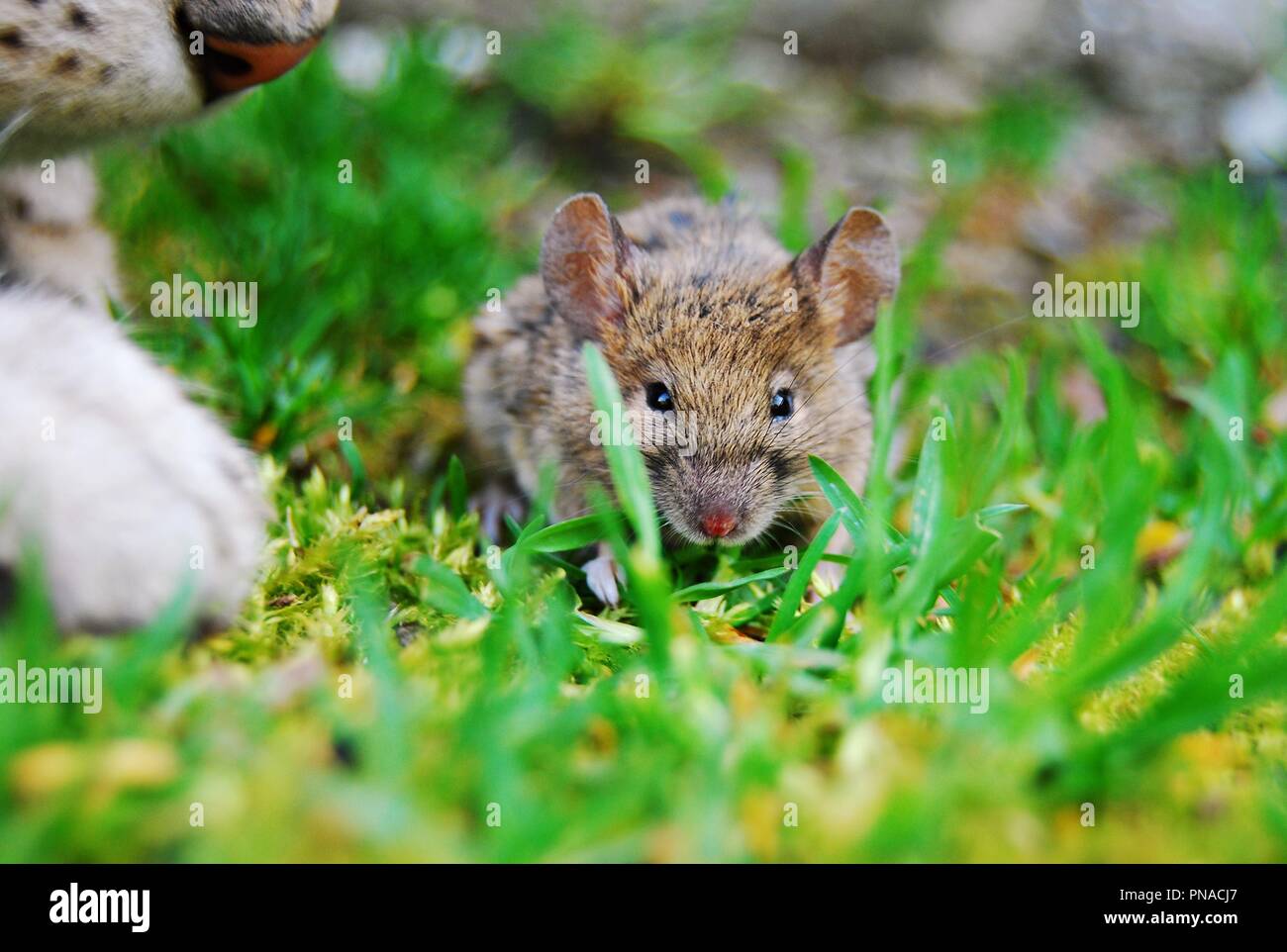 Mouse and cat playing in the grass Stock Photo Alamy