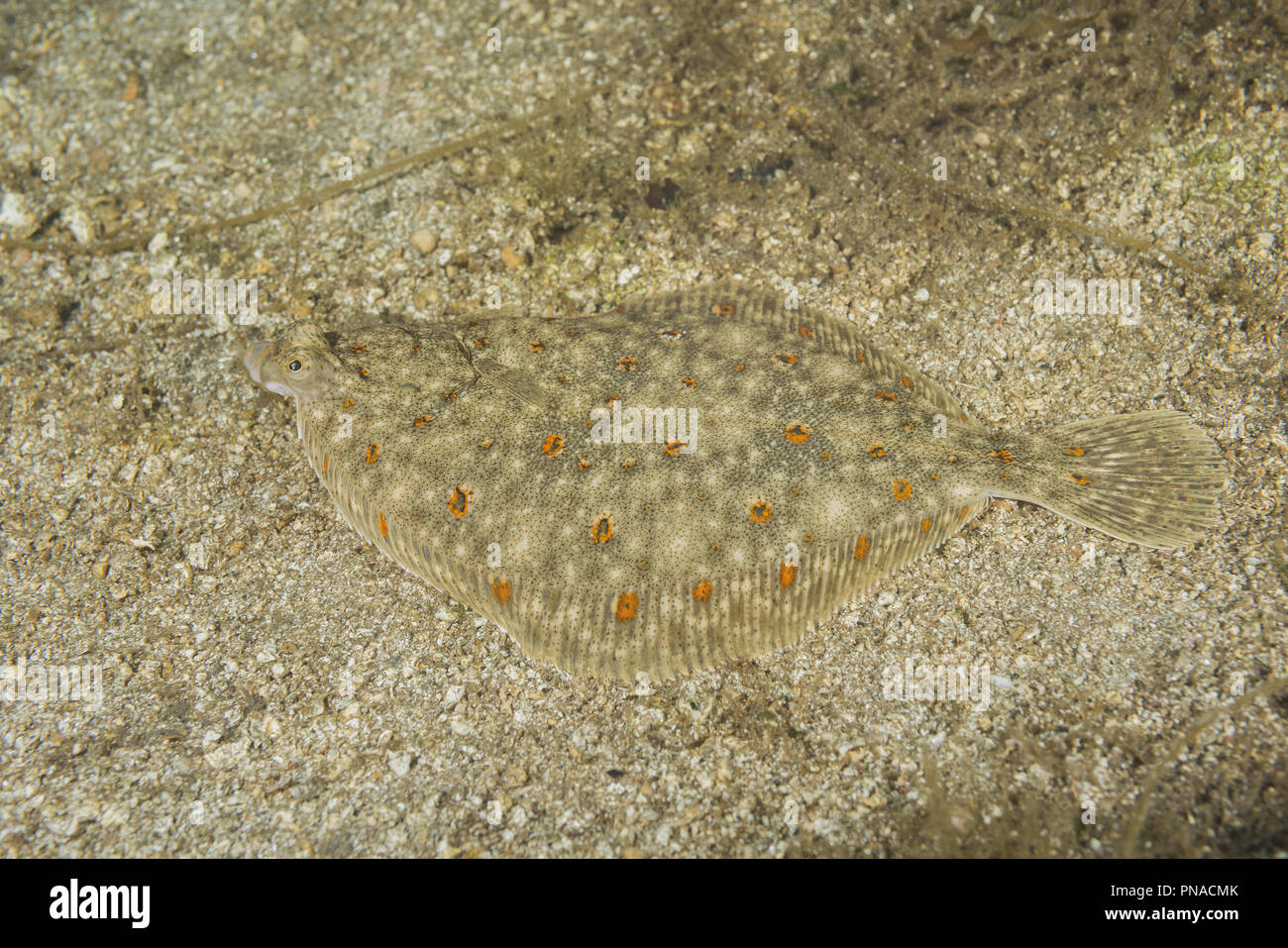 Flatfish flounder hi-res stock photography and images - Alamy