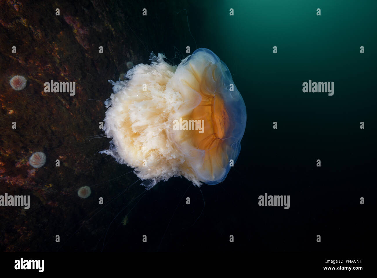 Lion's mane jellyfish (Cyanea capillata, Cyanea arctica) Stock Photo