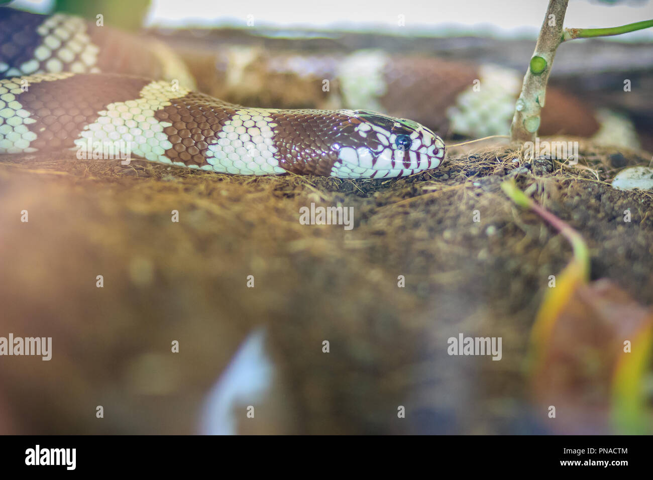 Desert Kingsnake (Lampropeltis getula splendida), a subspecies of