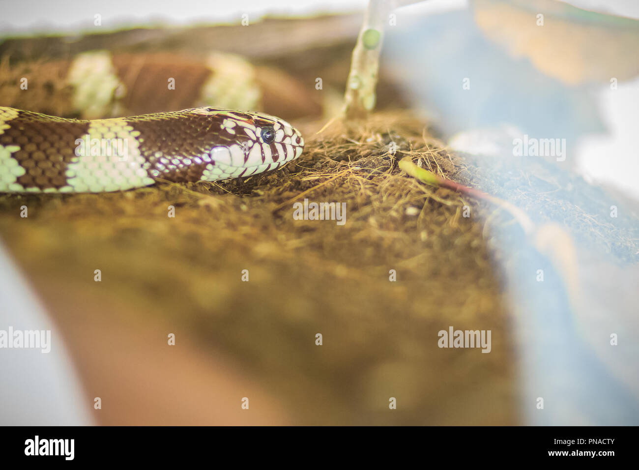 Desert Kingsnake (Lampropeltis Getula Splendida), A Subspecies Of ...