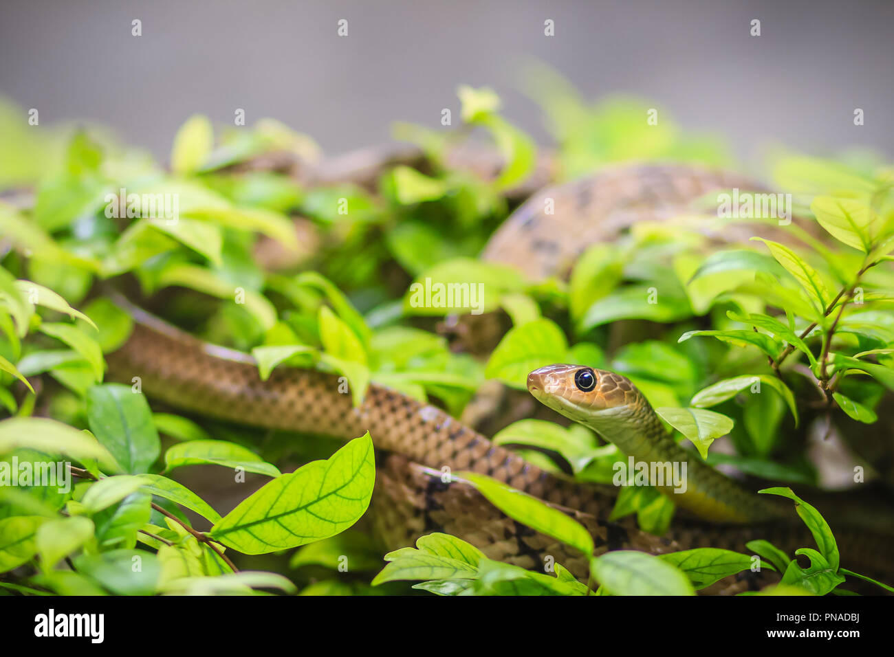 Tree Rats Indo Cute Indochinese rat snake (Ptyas korros) is slithering on tree with ...
