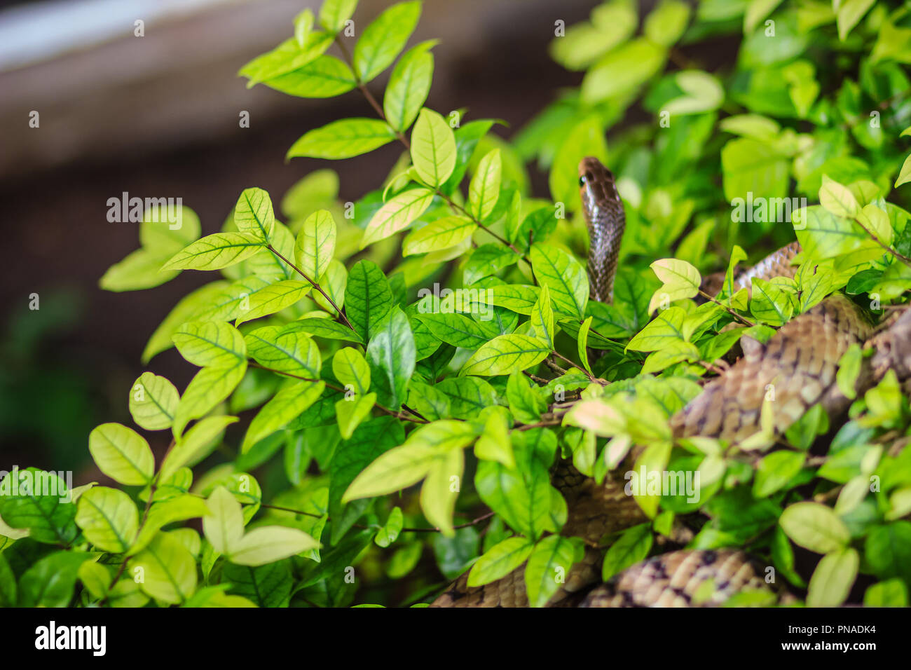 Tree Rats Indo Cute Indochinese rat snake (Ptyas korros) is slithering on tree with ...
