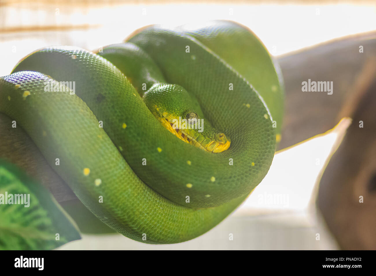 Cute green tree python (Morelia viridis), a species of python native to ...