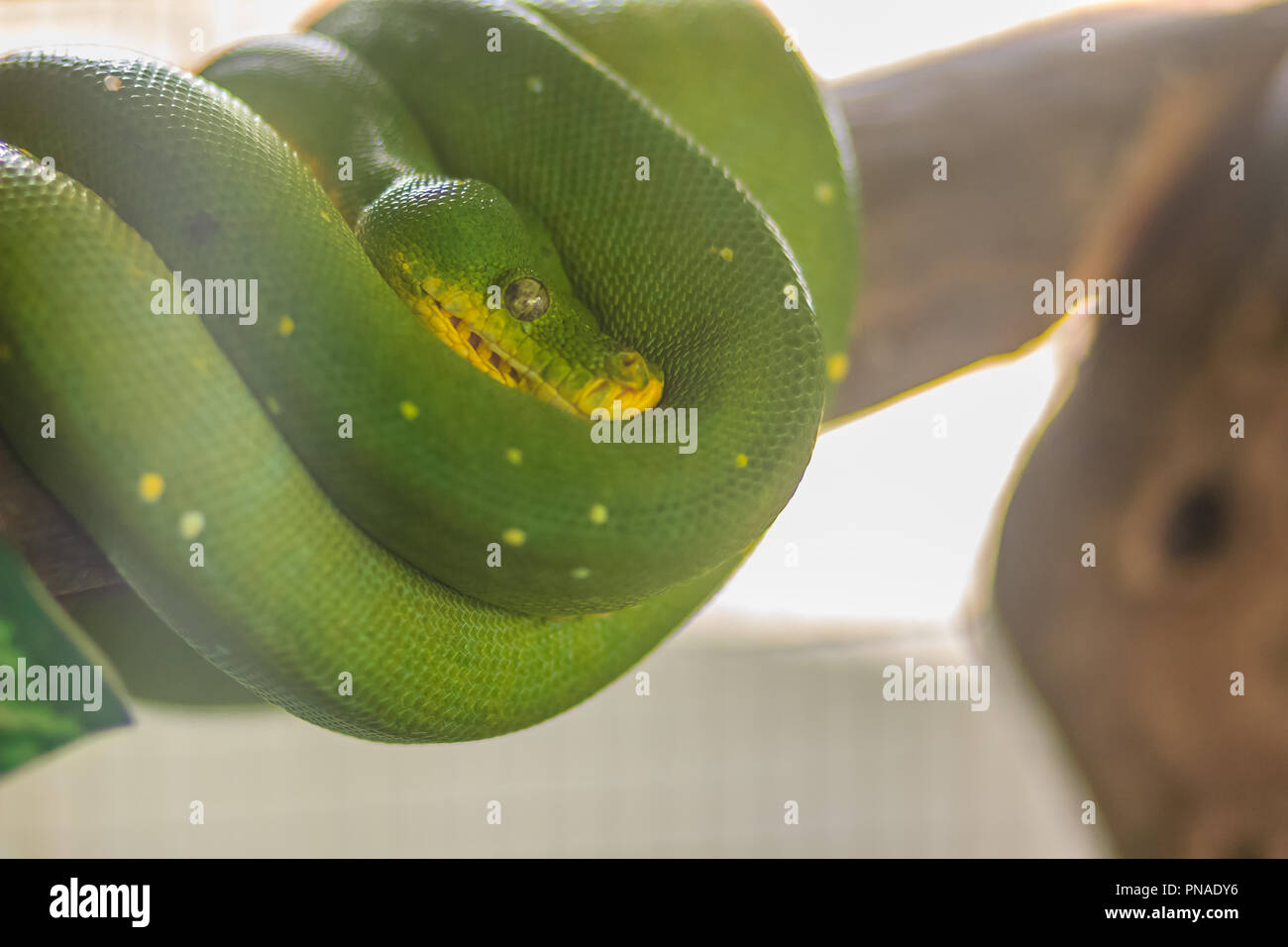 Cute green tree python (Morelia viridis), a species of python native to ...
