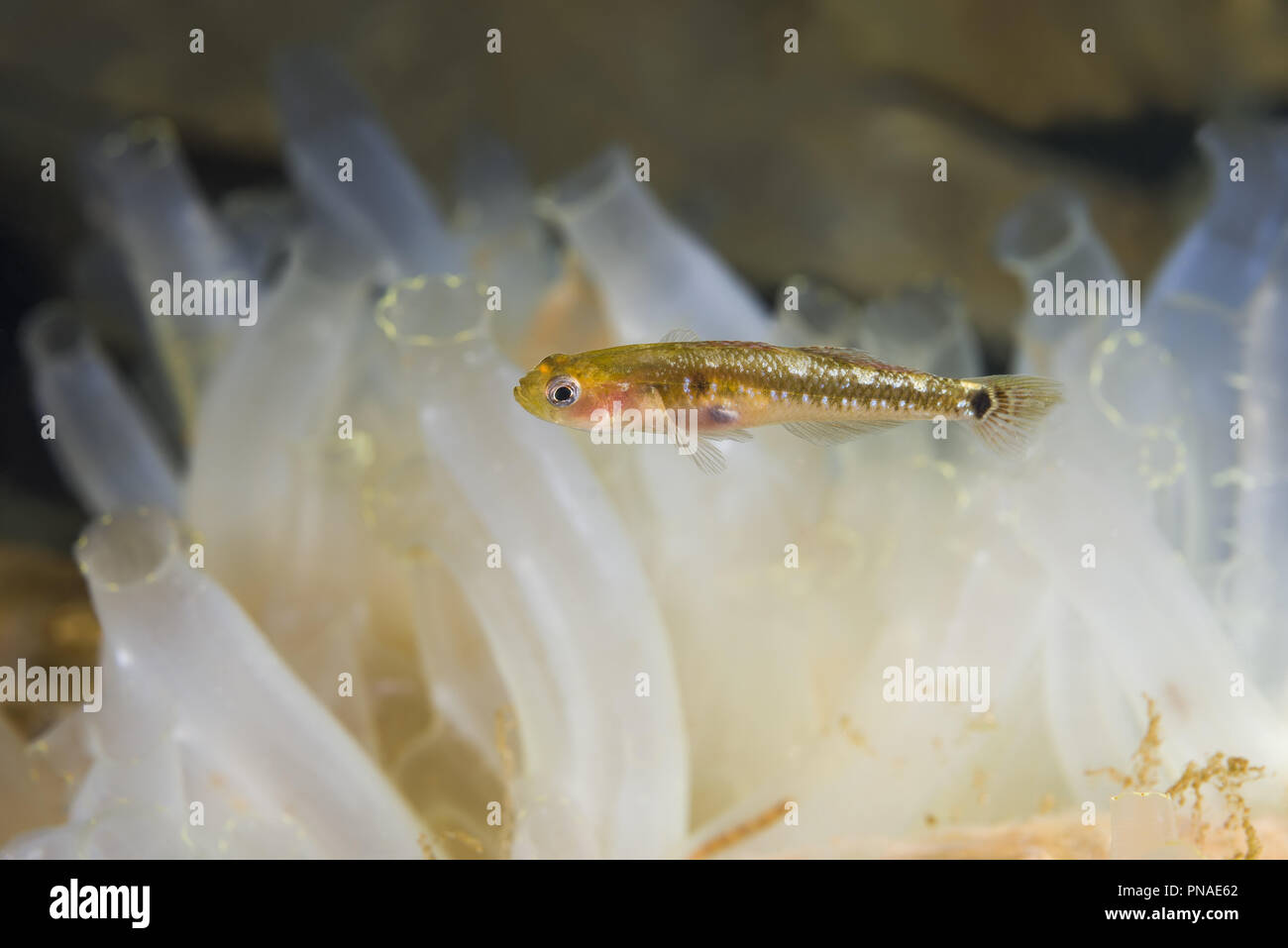 Two spotted Goby (Gobiusculus flavescens) swim over colony of Transparent sea squirt or Yellow Sea Squirt (Ciona intestinalis, Ascidia intestinalis) Stock Photo