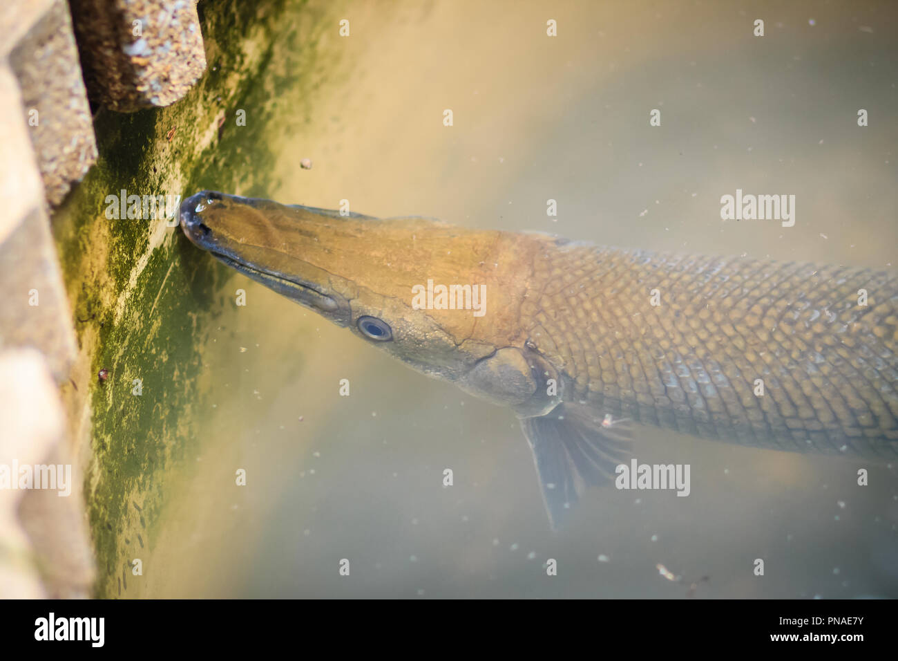 Alligator gar (Atractosteus spatula) fish is swimming in the pond at the garden Stock Photo
