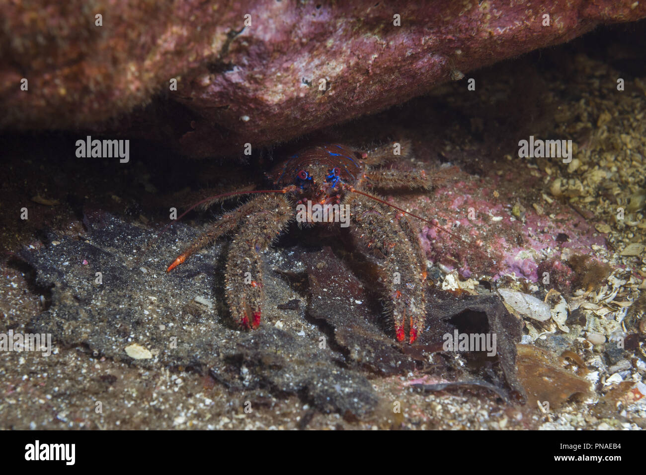 black squat lobster or Montagu's plated lobster (Galathea squamifera) under rock Stock Photo