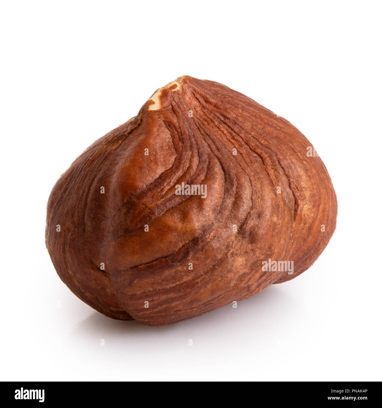 Single hazelnut with skin isolated on white. Closeup Stock Photo Alamy