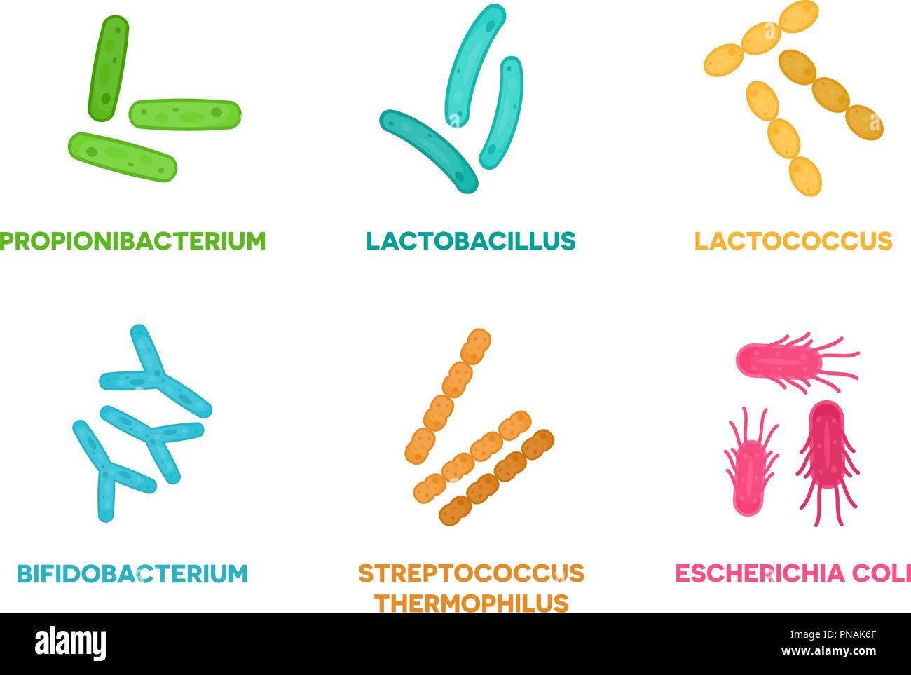 Lactobacillus Bifidus