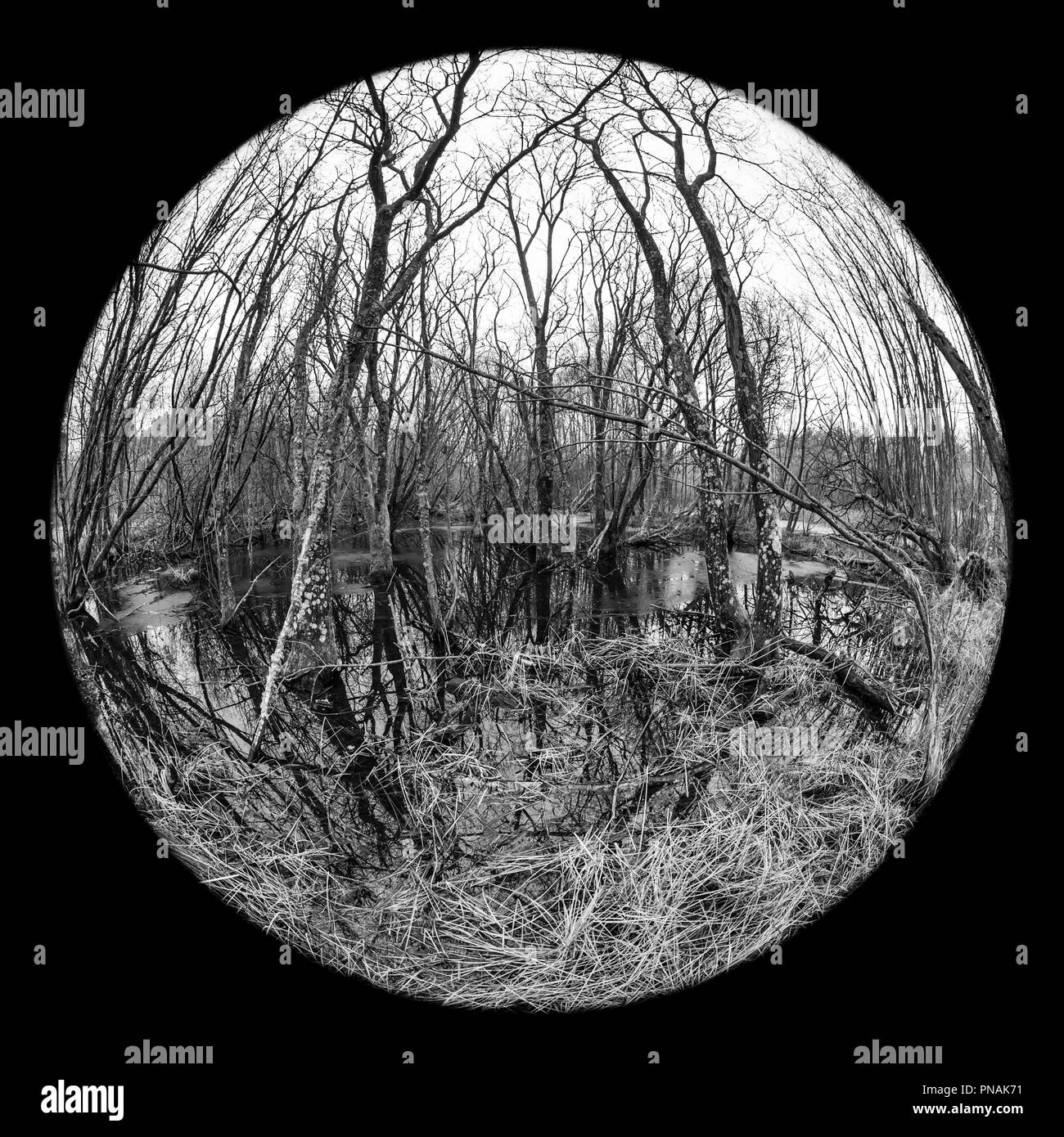Habitats ponds Black and White Stock Photos & Images - Alamy