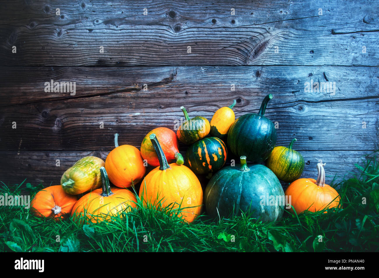 Different kind of pumpkins in garden grass near old wooden wall Stock Photo