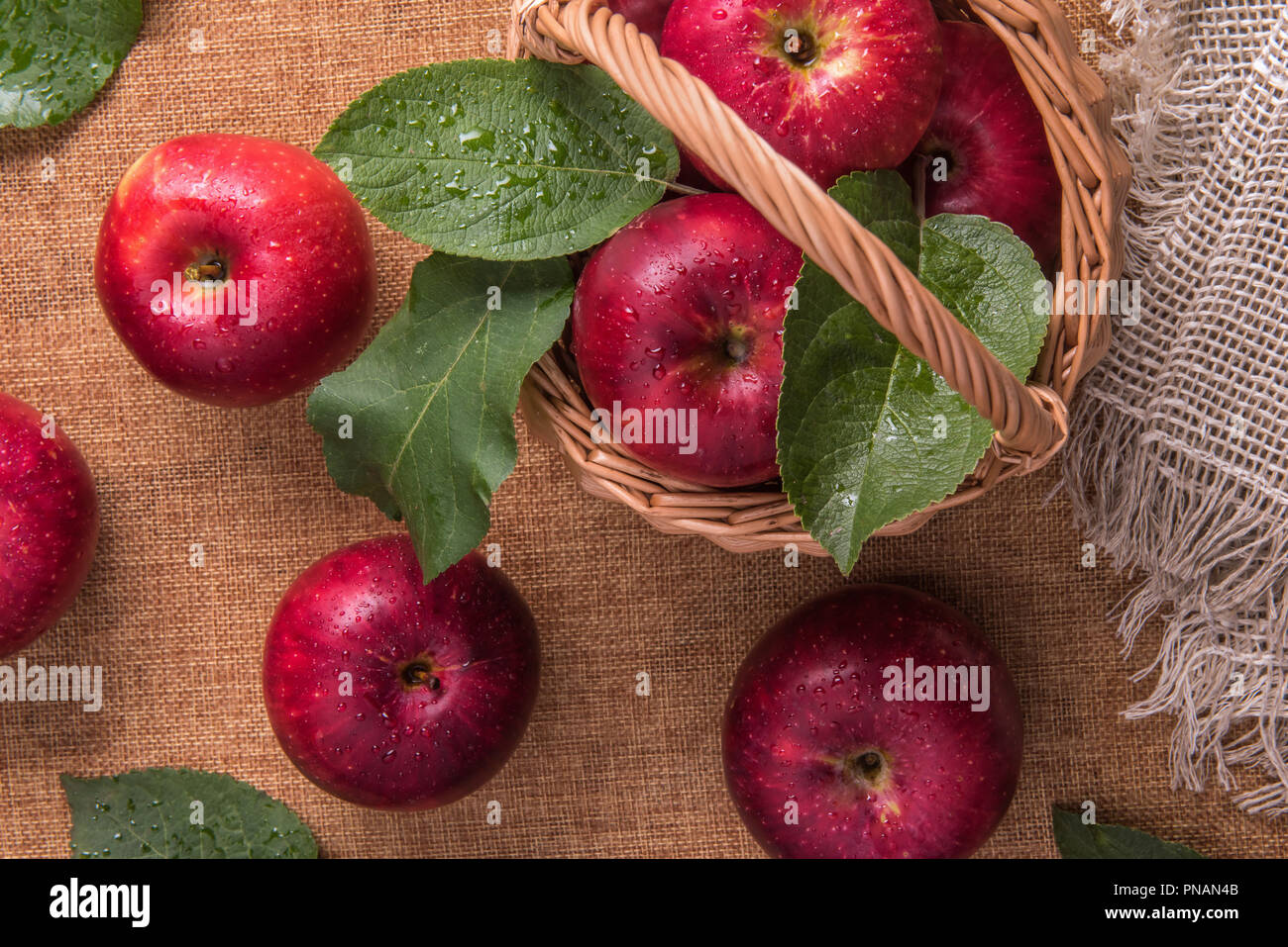 Close up of small basket full of fresh wet red apples and few apples and leaves around it on natural burlap. Selective focus. Healthy eating and autum Stock Photo