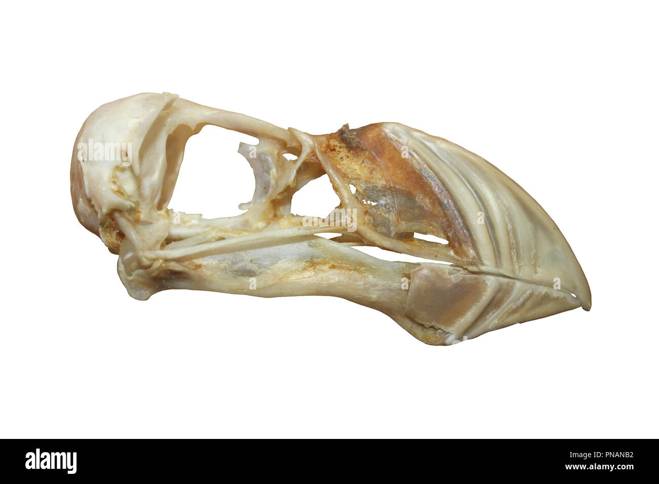 Atlantic Puffin (Fratercula arctica) skull Stock Photo