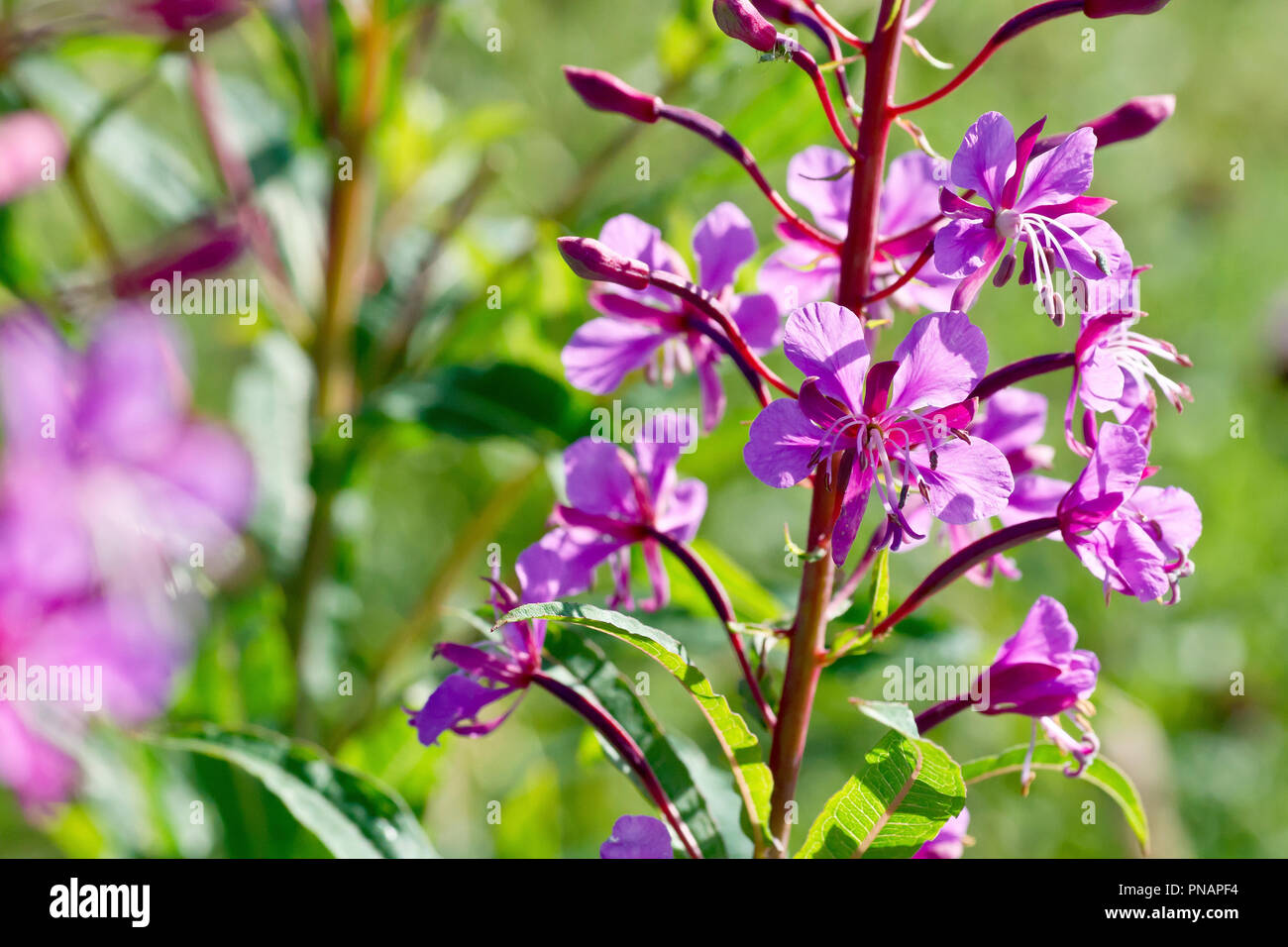 Rosebay Willowherb (epilobium, chamaenerion, or chamerion angustifolium), close up of a group of backlit flowers and buds. Stock Photo