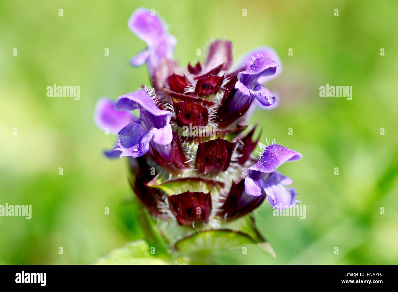 Selfheal (prunella vulgaris), close up of a solitary flower head. Stock Photo