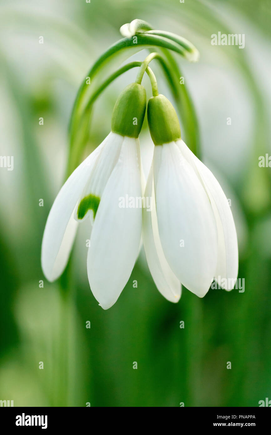 Snowdrops (galanthus nivalis), close up of two entwined flowers with low depth of field. Stock Photo