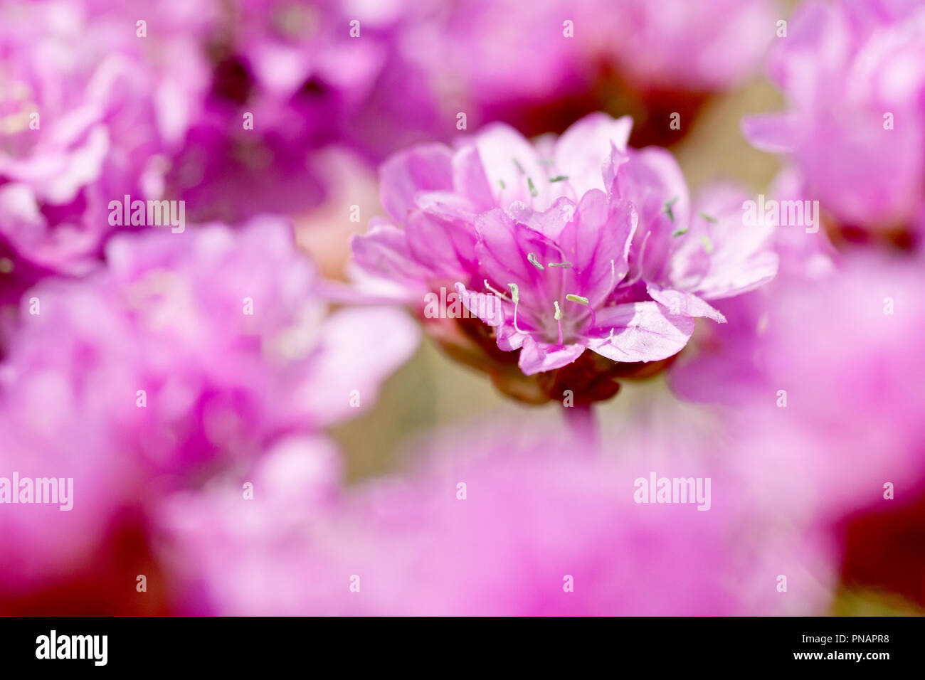 Thrift or Sea Pink (armeria maritima), close up of a single flower out of many with low depth of field. Stock Photo