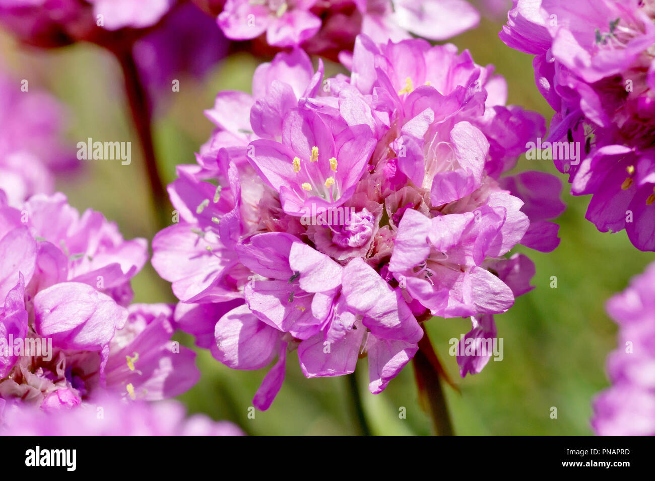 Thrift or Sea Pink (armeria maritima), close up of a single flower out of many. Stock Photo