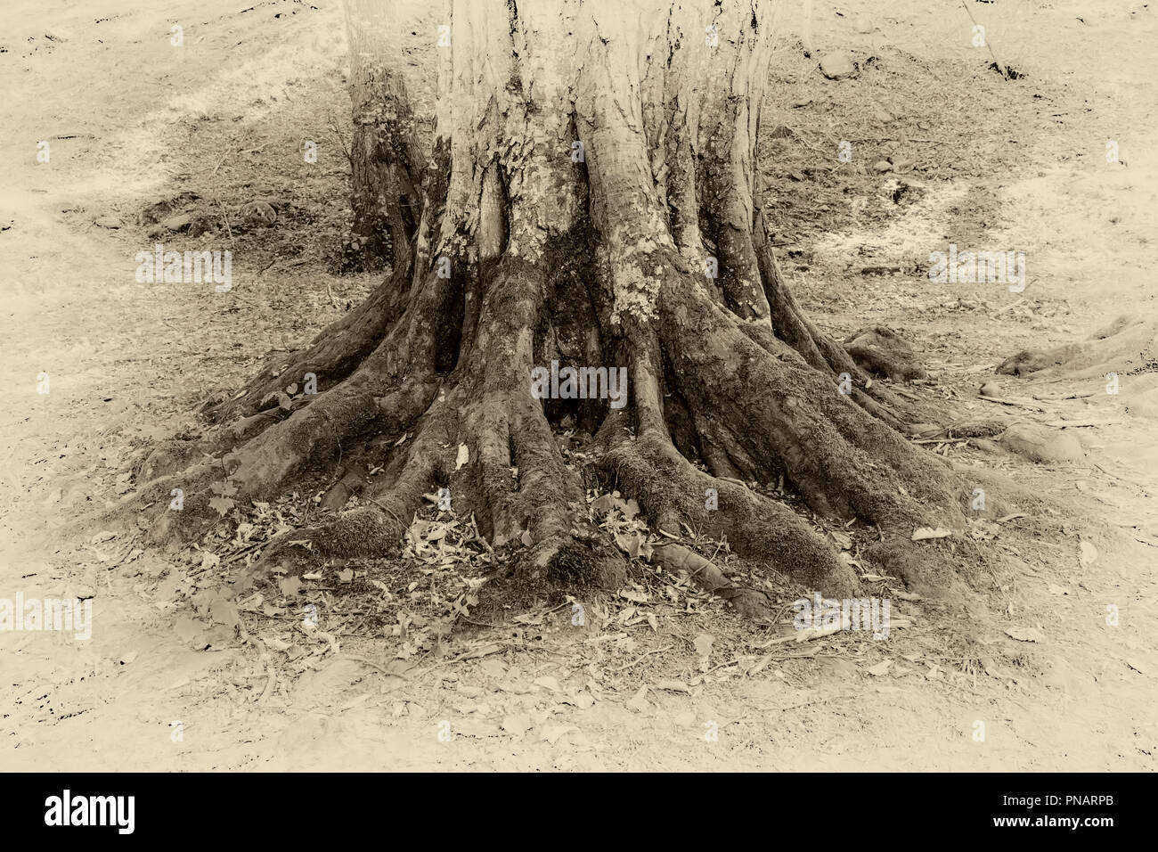 vintage photo of a tree roots in a forest. Close up Stock Photo - Alamy