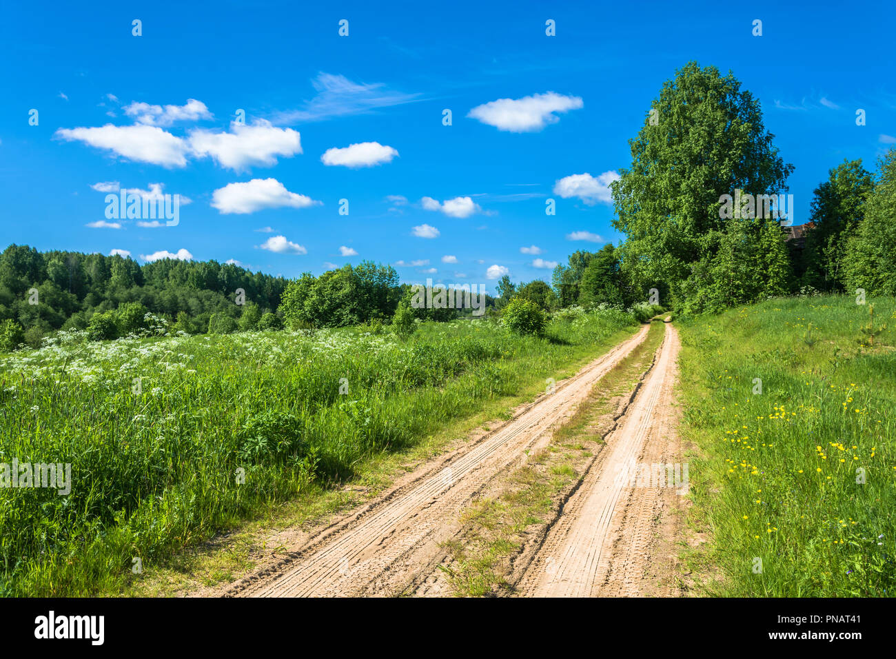 Unpaved Sandy Road Among Green Grass In A Sunny Summer Day - 