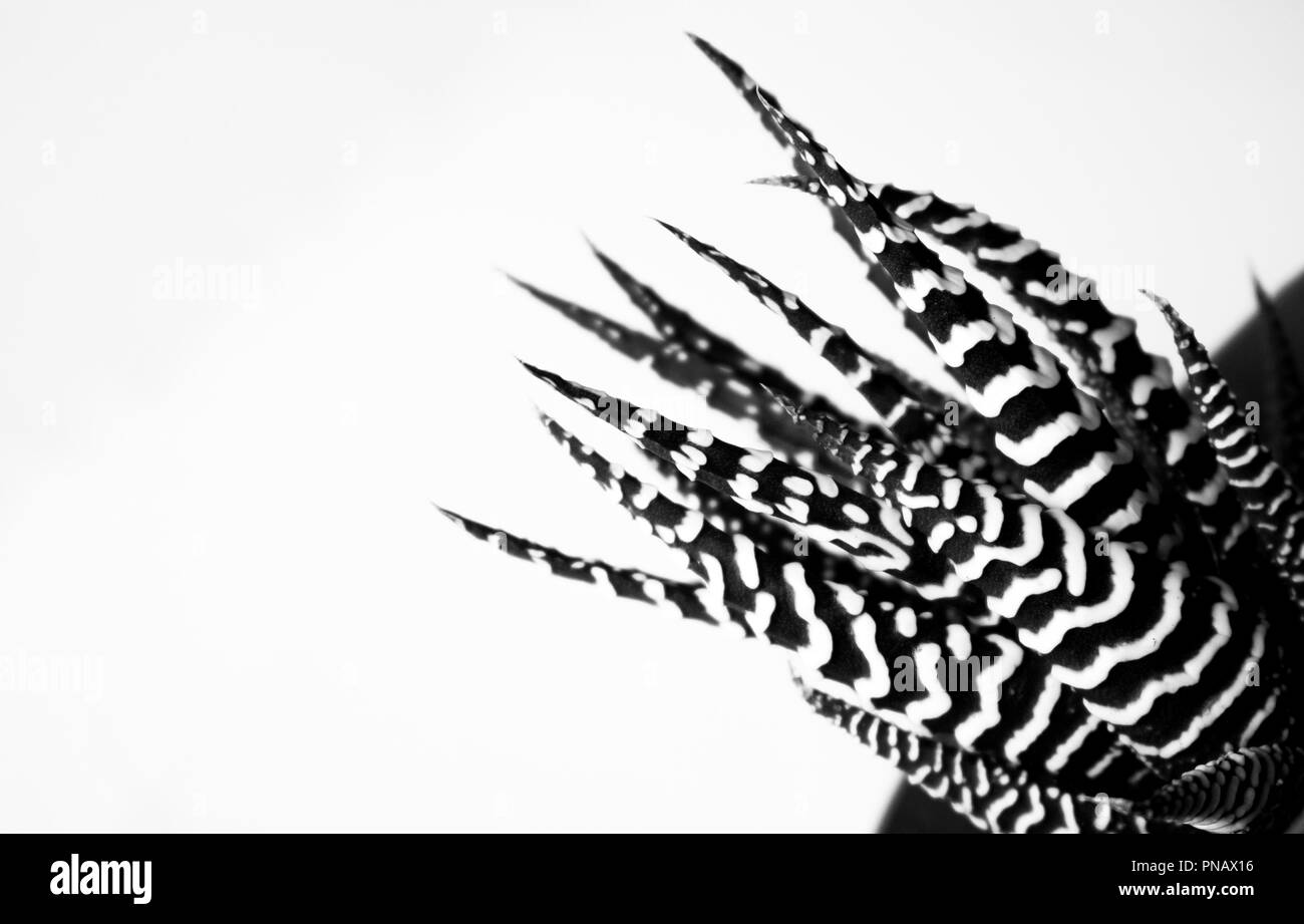 Black and White Zebra Plant Stock Photo