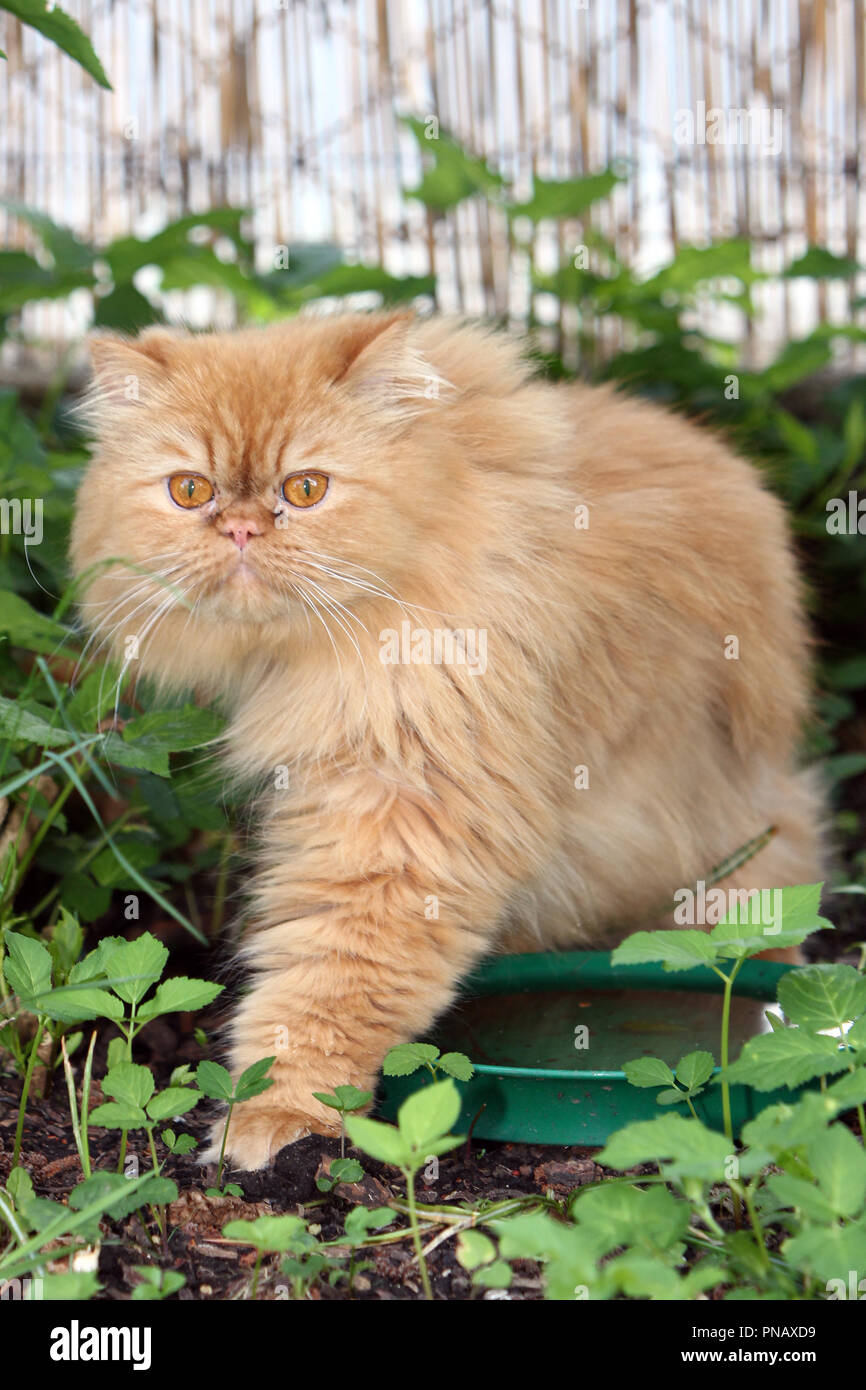 The Persian cat is one of the oldest and most popular breed cats Stock